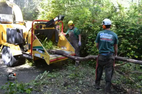 tree services Applewood